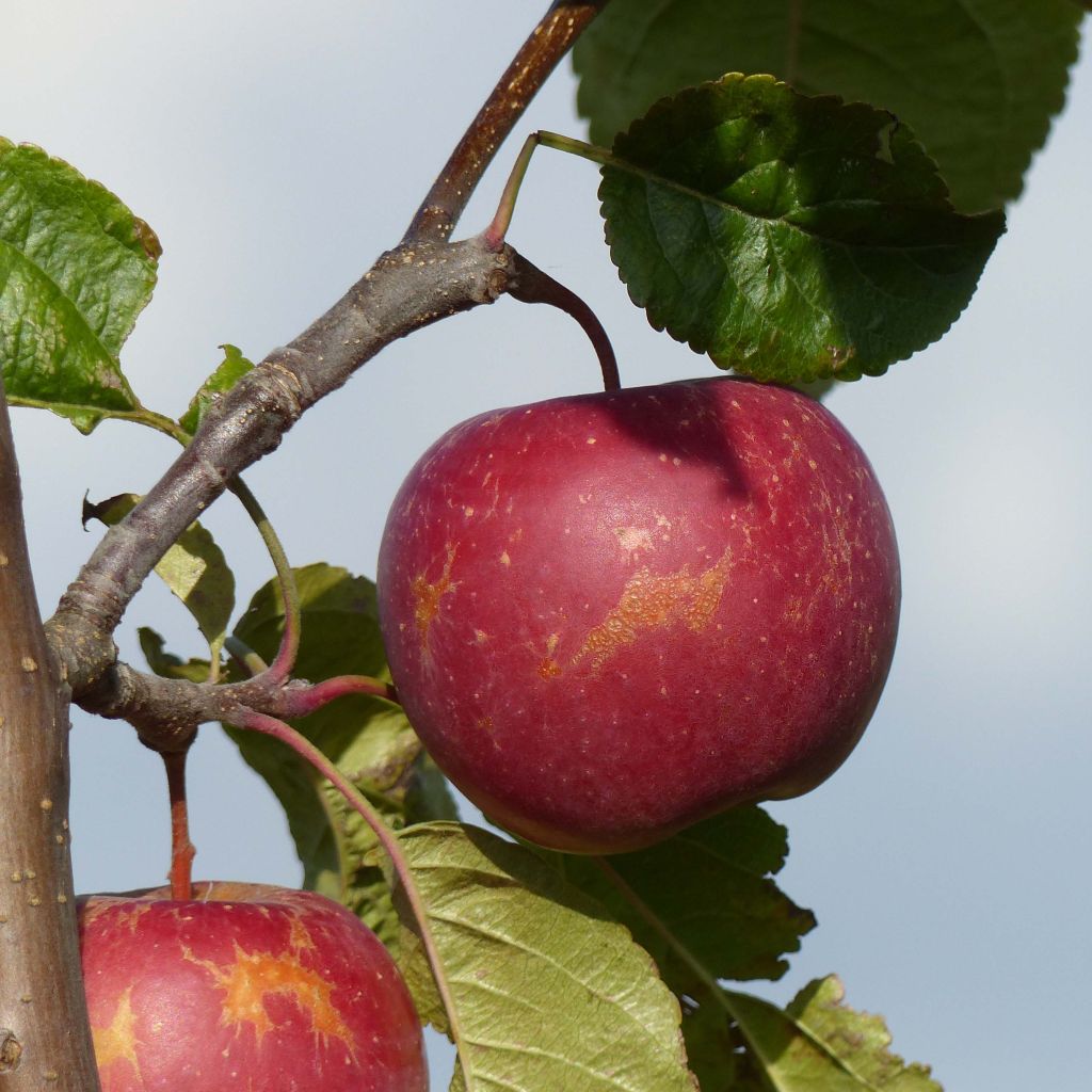 Pommier Choupette - Malus domestica 