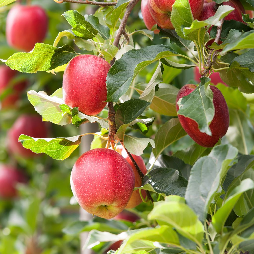 Manzano Gala - Malus domestica