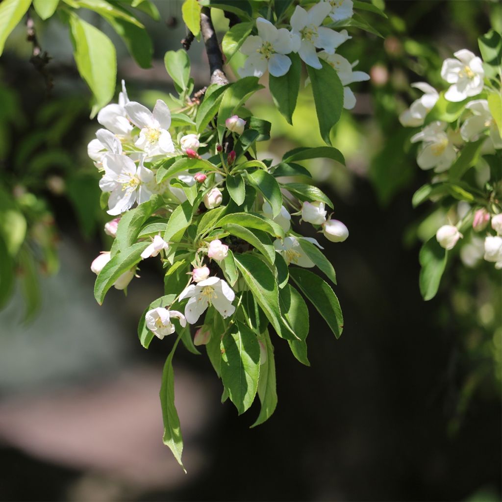 Pommier - Malus Sugar Tyme