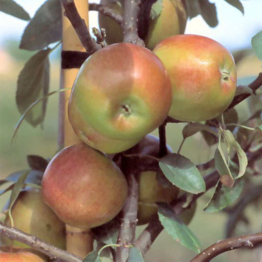 Pommier Priam - Malus domestica