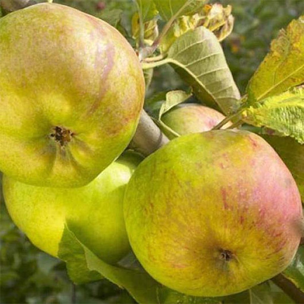 Pommier Rambour d'Hiver - Georges Delbard