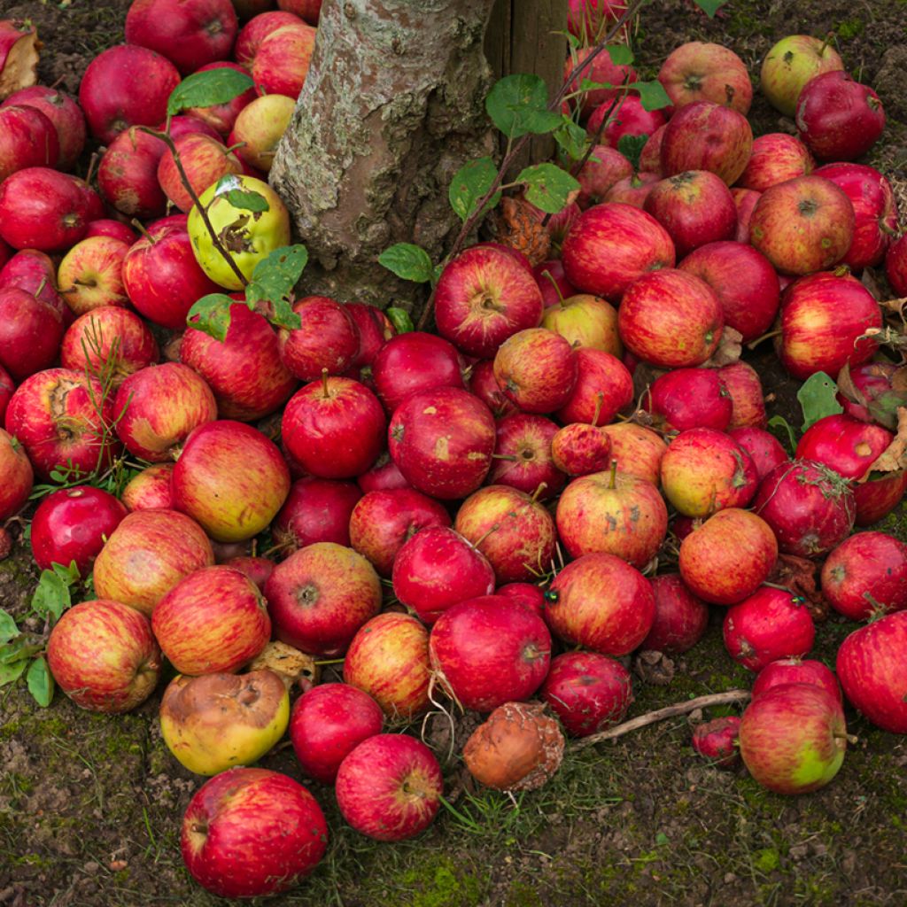 Pommier à cidre Douce Moën