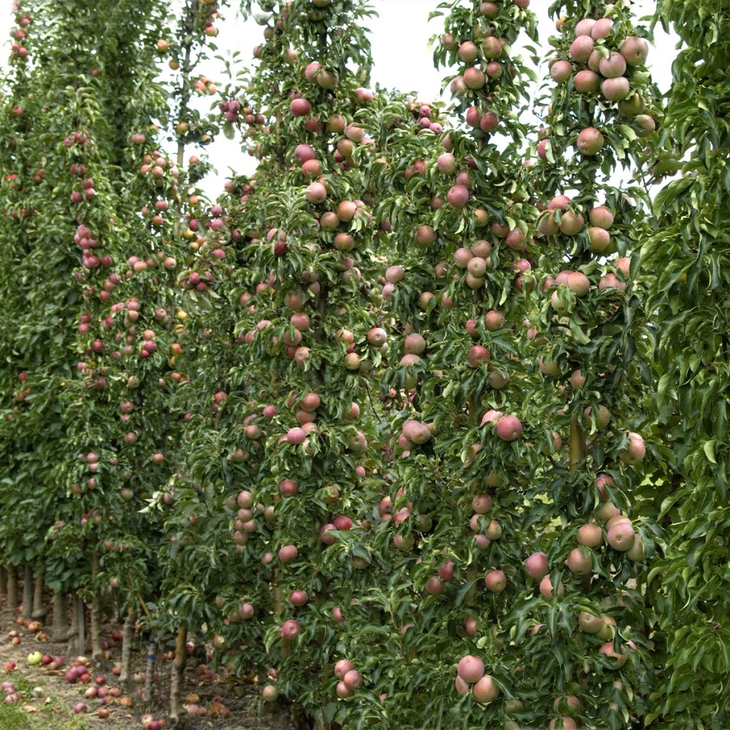 Pommier colonnaire Azay-Le-Rideau delwibo - Malus domestica en motte prêt à planter