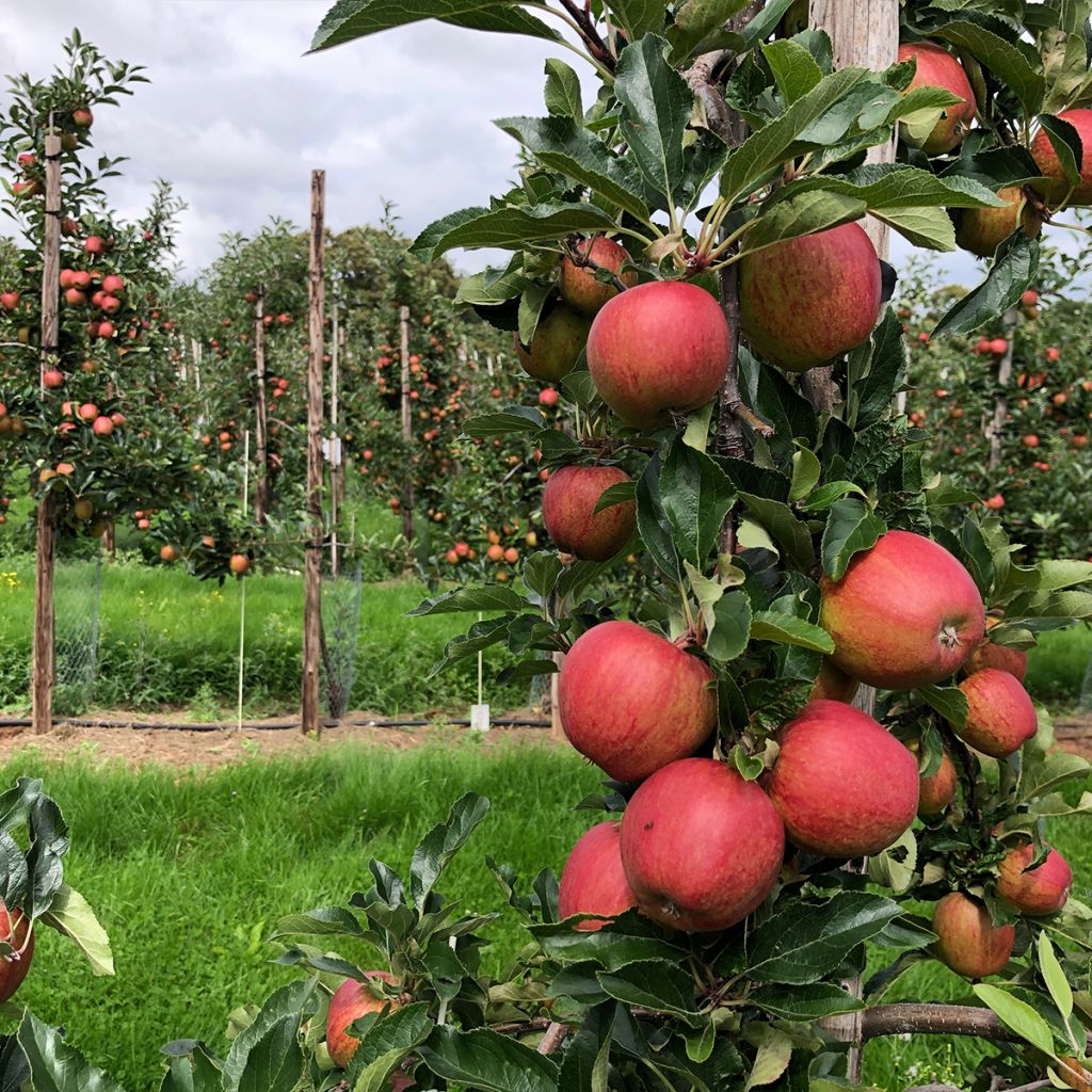 Pommier colonnaire Courson delfloden - Malus domestica en motte prêt à planter