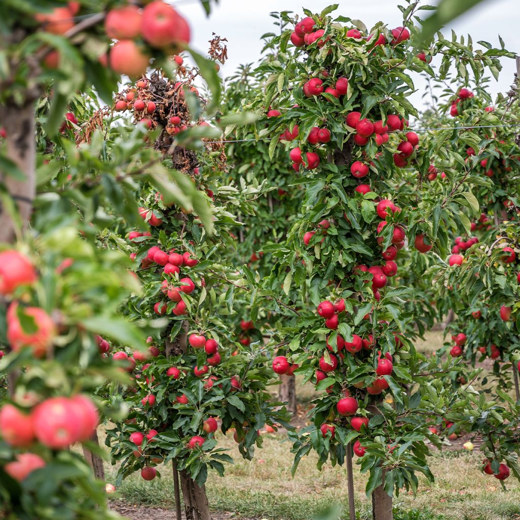 Pommier colonnaire Vaux Le Vicomte delcosu - Malus domestica en motte prêt à planter