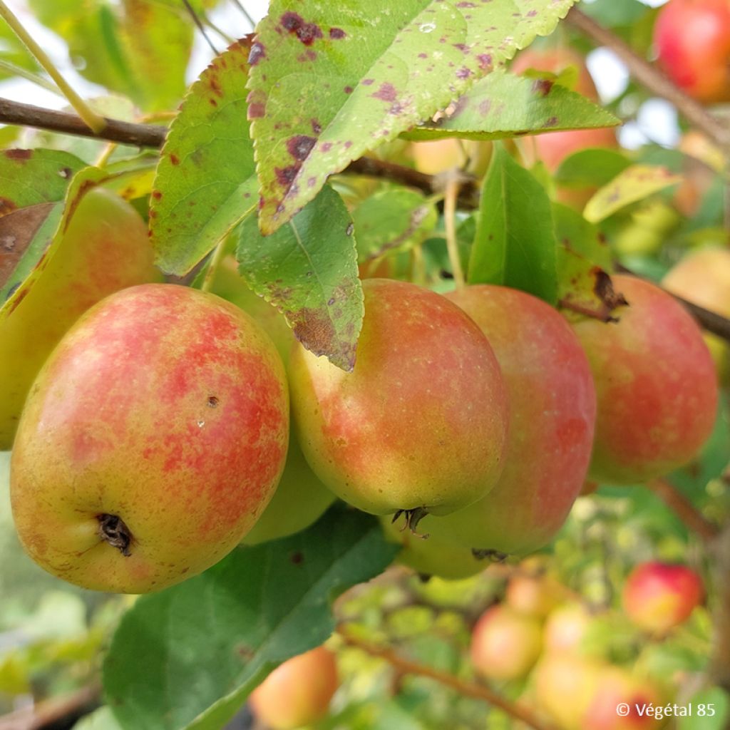 Malus sieversii  - Wild Apple, Asian Wild Apple, Central Asian Wild Apple