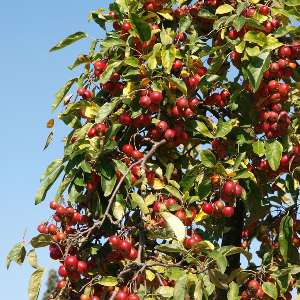 Malus sieversii  - Wild Apple, Asian Wild Apple, Central Asian Wild Apple