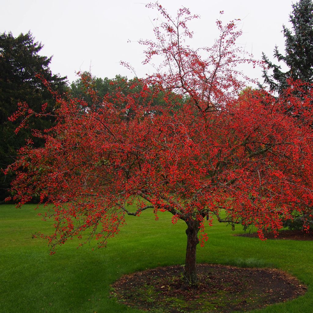 Pommier d'ornement - Malus Indian Magic