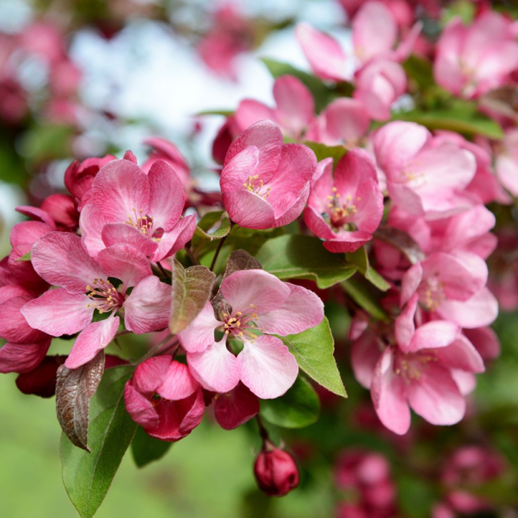 Pommier d'ornement - Malus Indian Magic