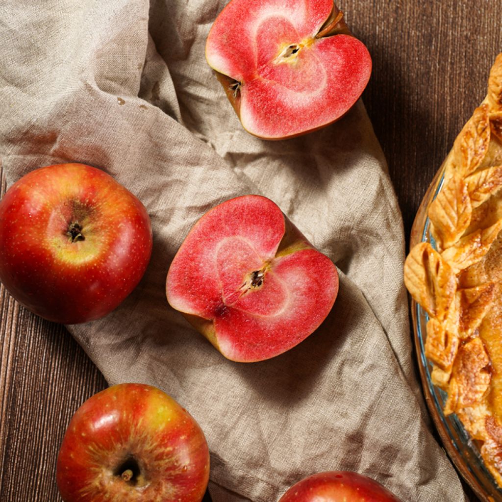 Pommier Grenadine - pomme sanguine