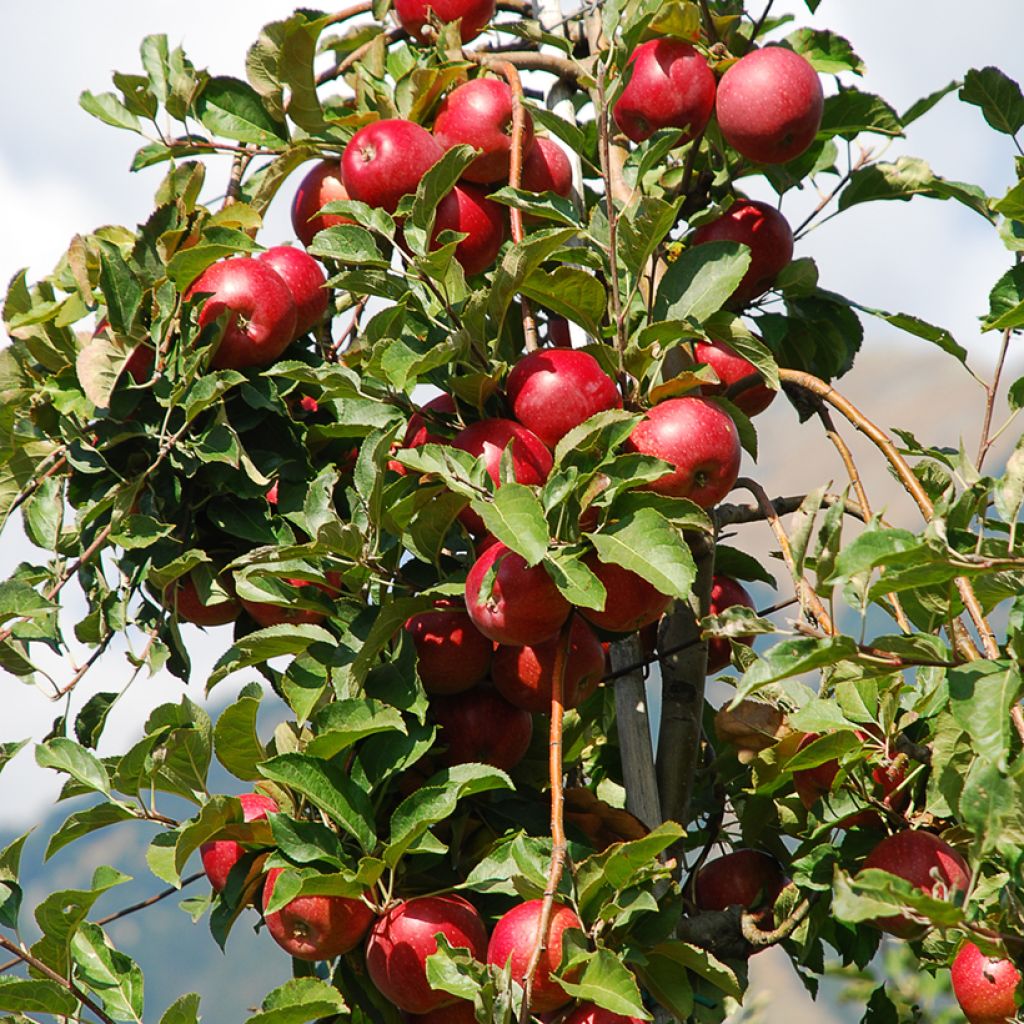 Manzano enano Fruit Me Apple Me Red Gala