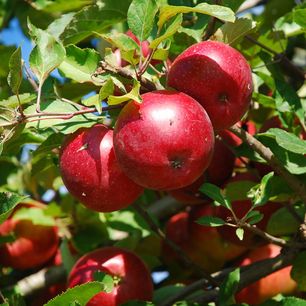 Manzano enano Fruit Me Apple Me Red Gala