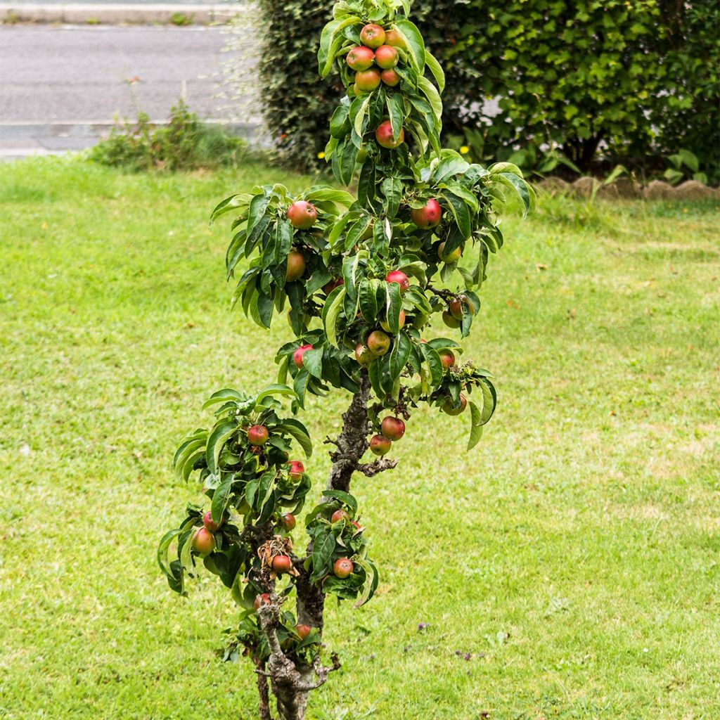 Pommier nain Fruit me Apple me Elstar