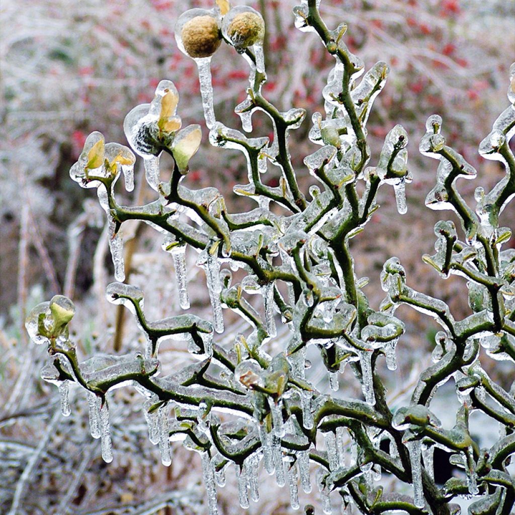 Naranjo trifoliado Flying Dragon - Poncirus trifoliata