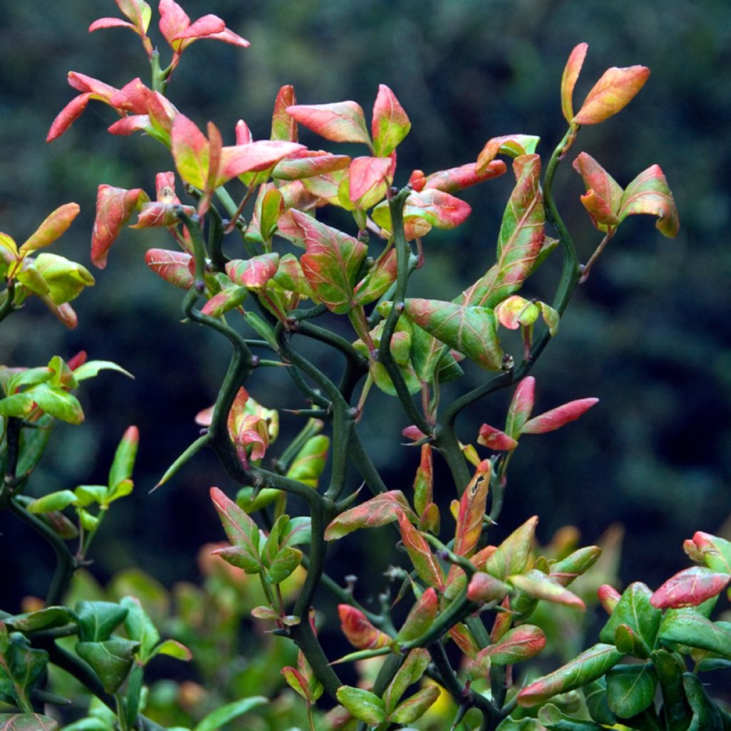 Naranjo trifoliado Flying Dragon - Poncirus trifoliata