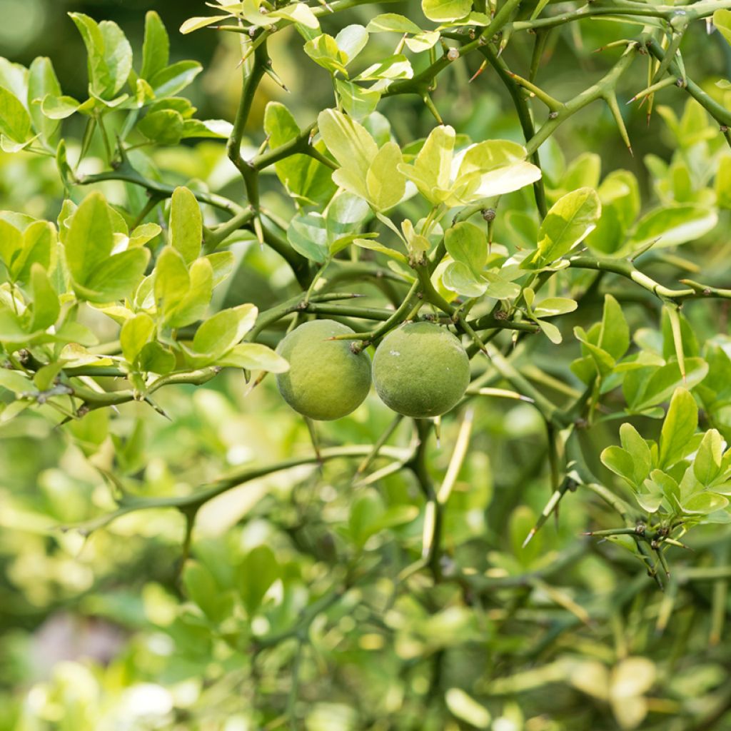 Naranjo trifoliado Flying Dragon - Poncirus trifoliata