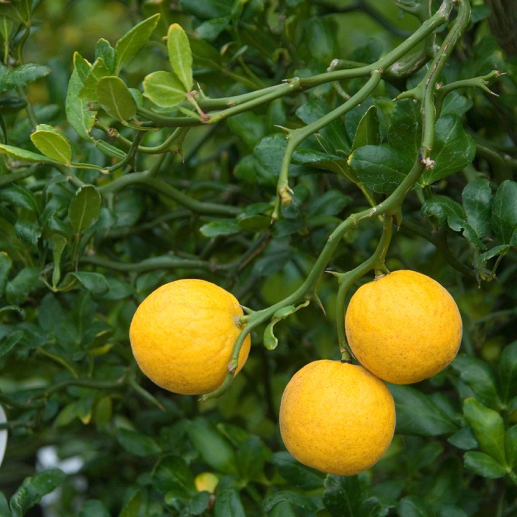 Naranjo trifoliado Flying Dragon - Poncirus trifoliata