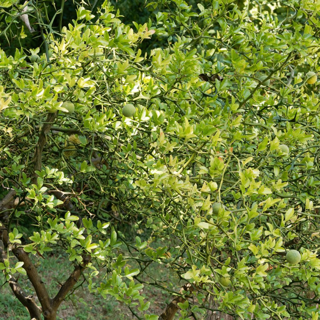 Naranjo trifoliado Flying Dragon - Poncirus trifoliata