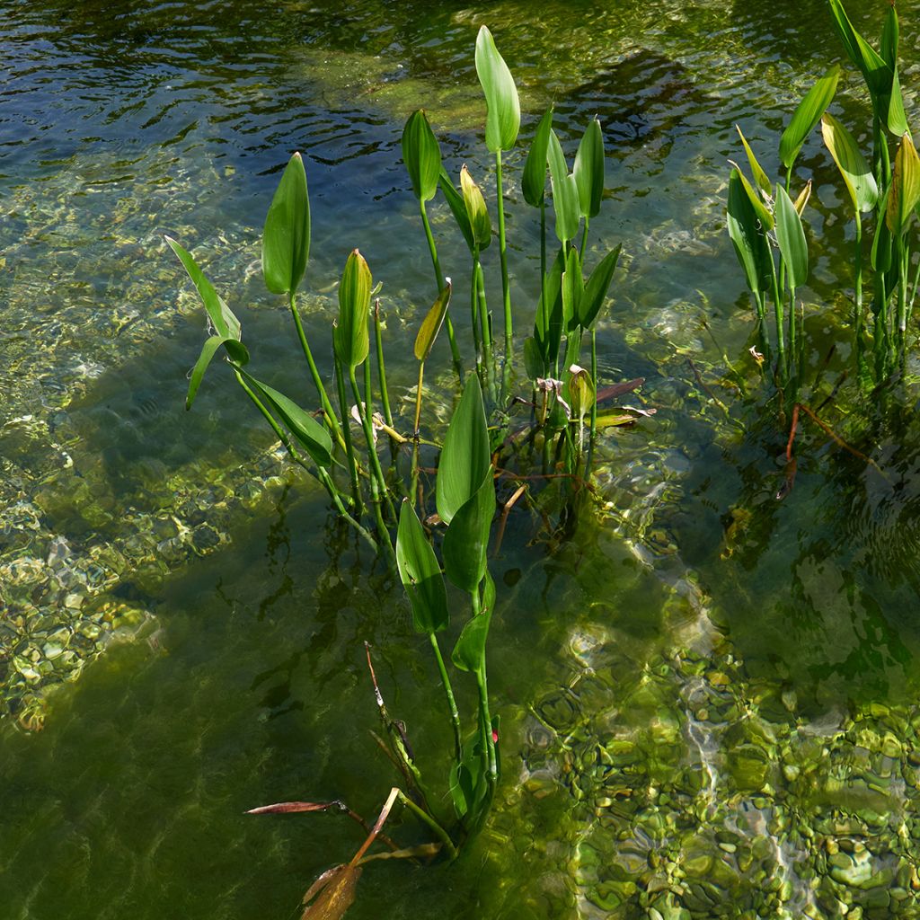 Pontederia lanceolata - Pontédérie à feuilles lancéolées