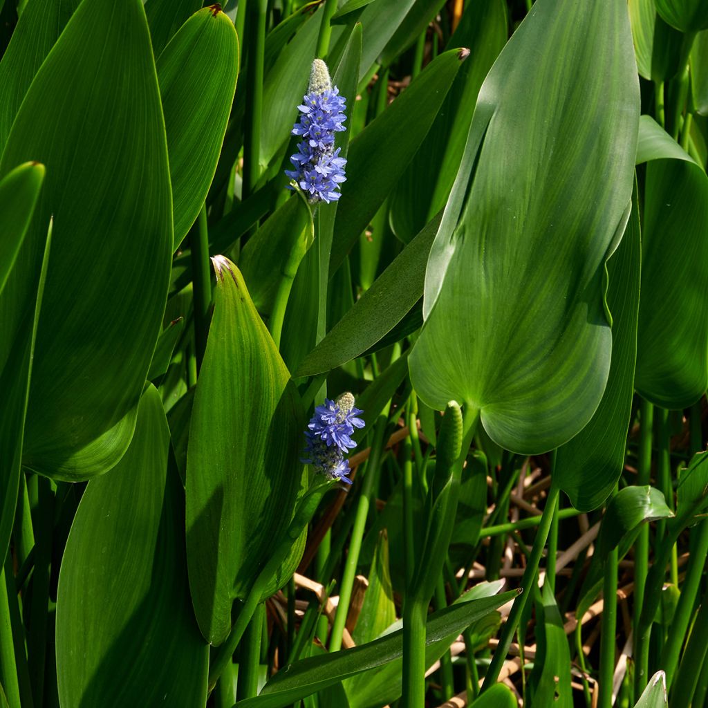 Pontederia lanceolata