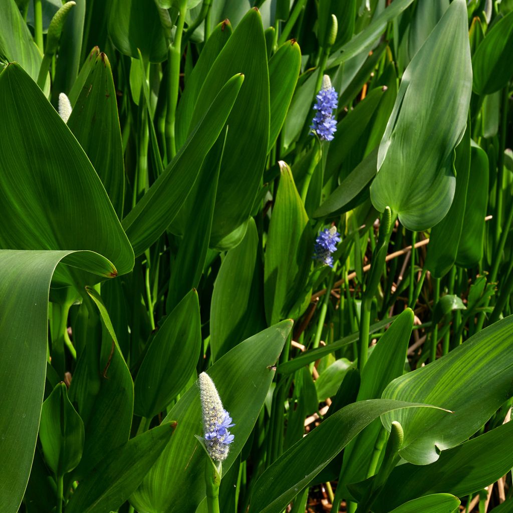 Pontederia lanceolata