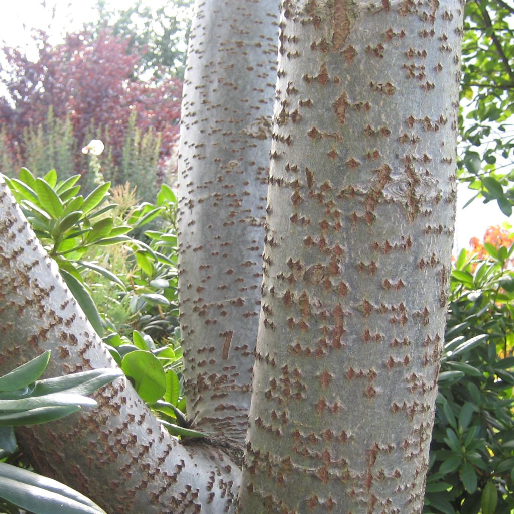 Peuplier blanc Nivea - Populus alba Nivea