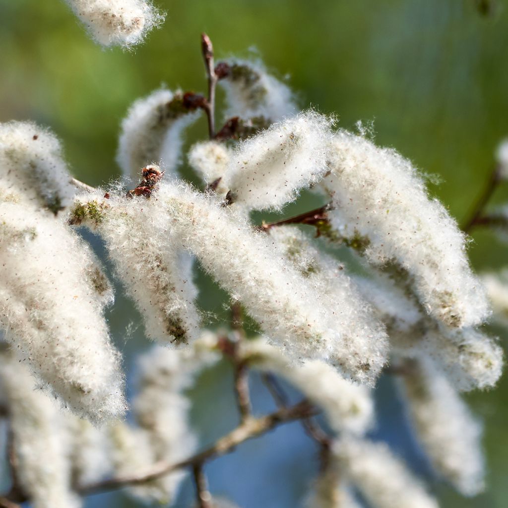 Populus alba - Álamo blanco