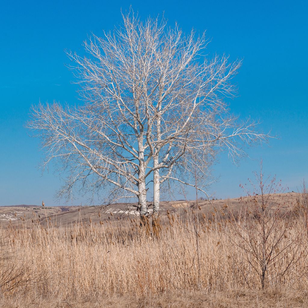 Populus alba - Álamo blanco