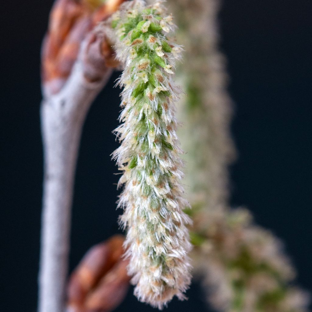 Populus alba - Álamo blanco