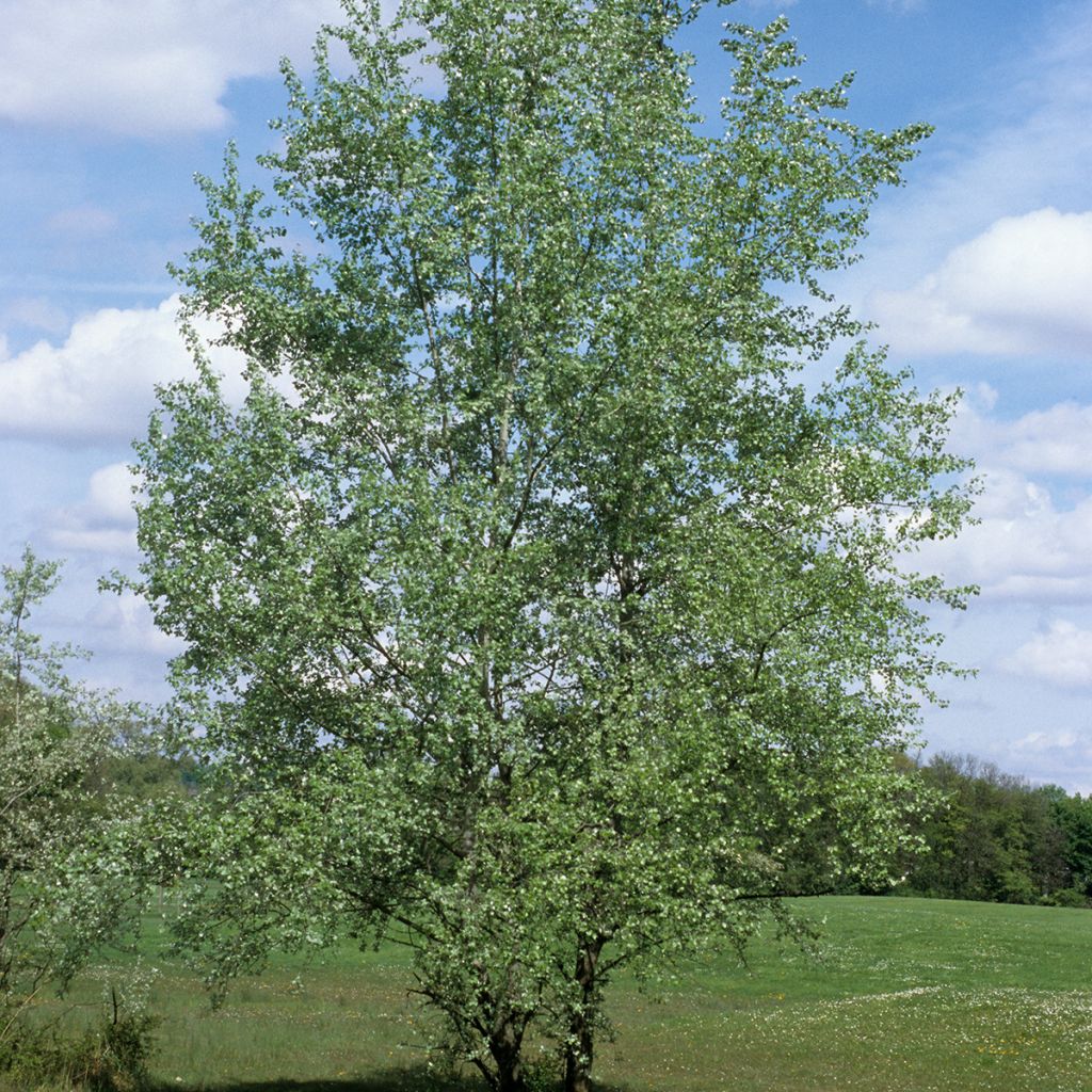 Populus alba - Álamo blanco