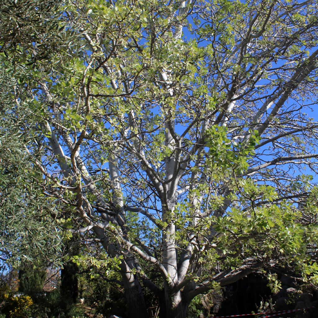 Populus alba - Álamo blanco