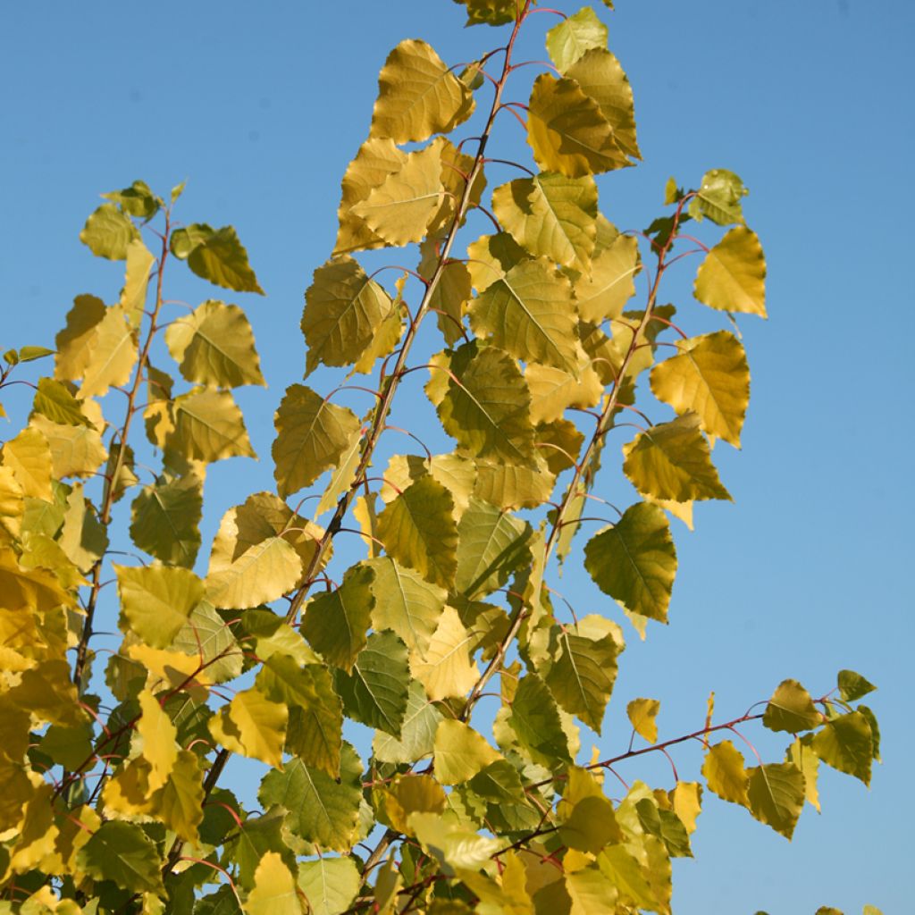 Populus x canadensis Serotina Aurea - Peuplier euraméricain