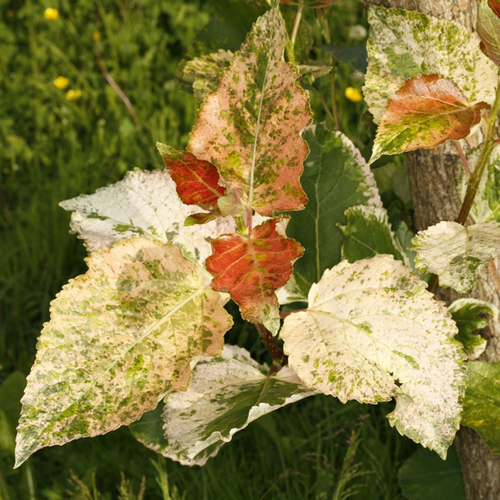 Populus x candicans Aurora - Peuplier panaché