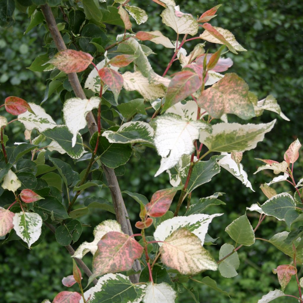 Populus x candicans Aurora - Peuplier panaché