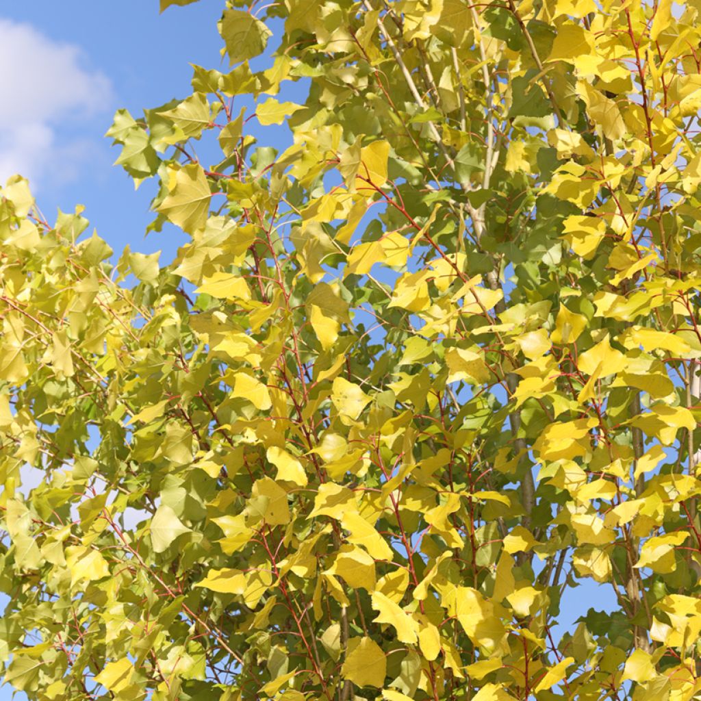 Populus nigra Lombardy Gold - Peuplier noir