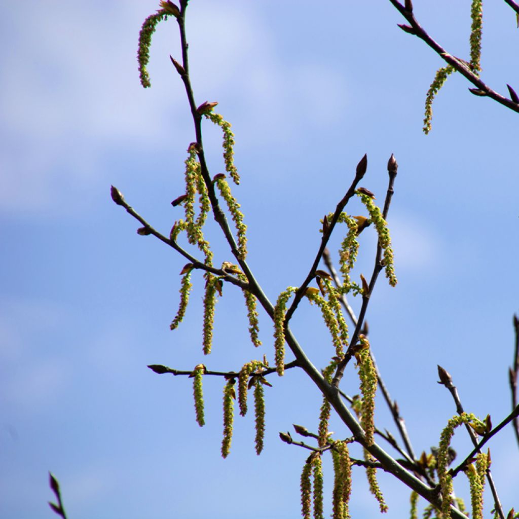 Populus nigra - Peuplier noir