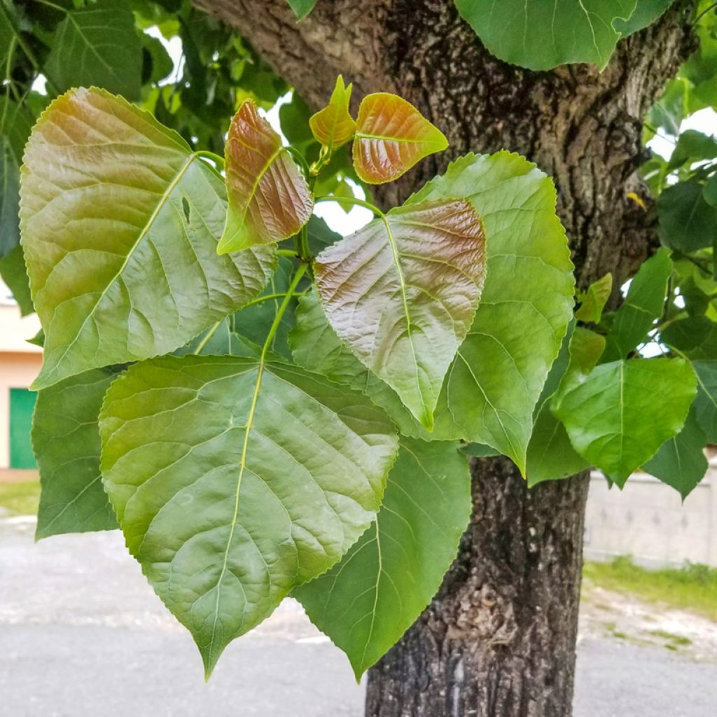 Populus nigra - Peuplier noir