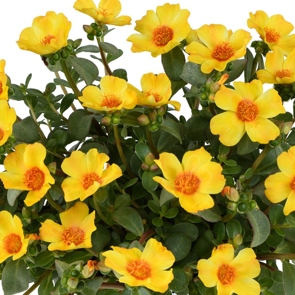 Portulaca oleracea Pazzaz Nano Yellow Twist