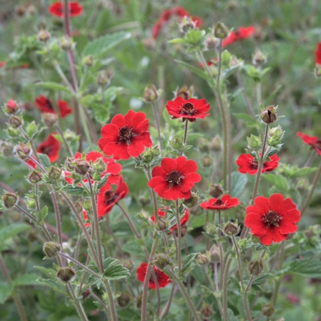 Potentilla Gibson s Scarlet