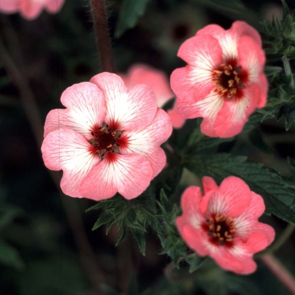 Potentilla hopwoodiana