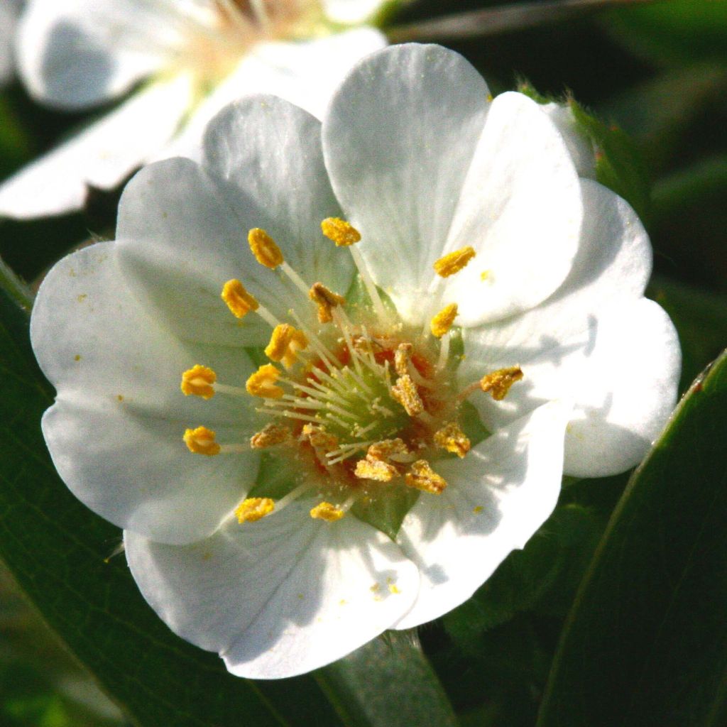 Potentilla alba