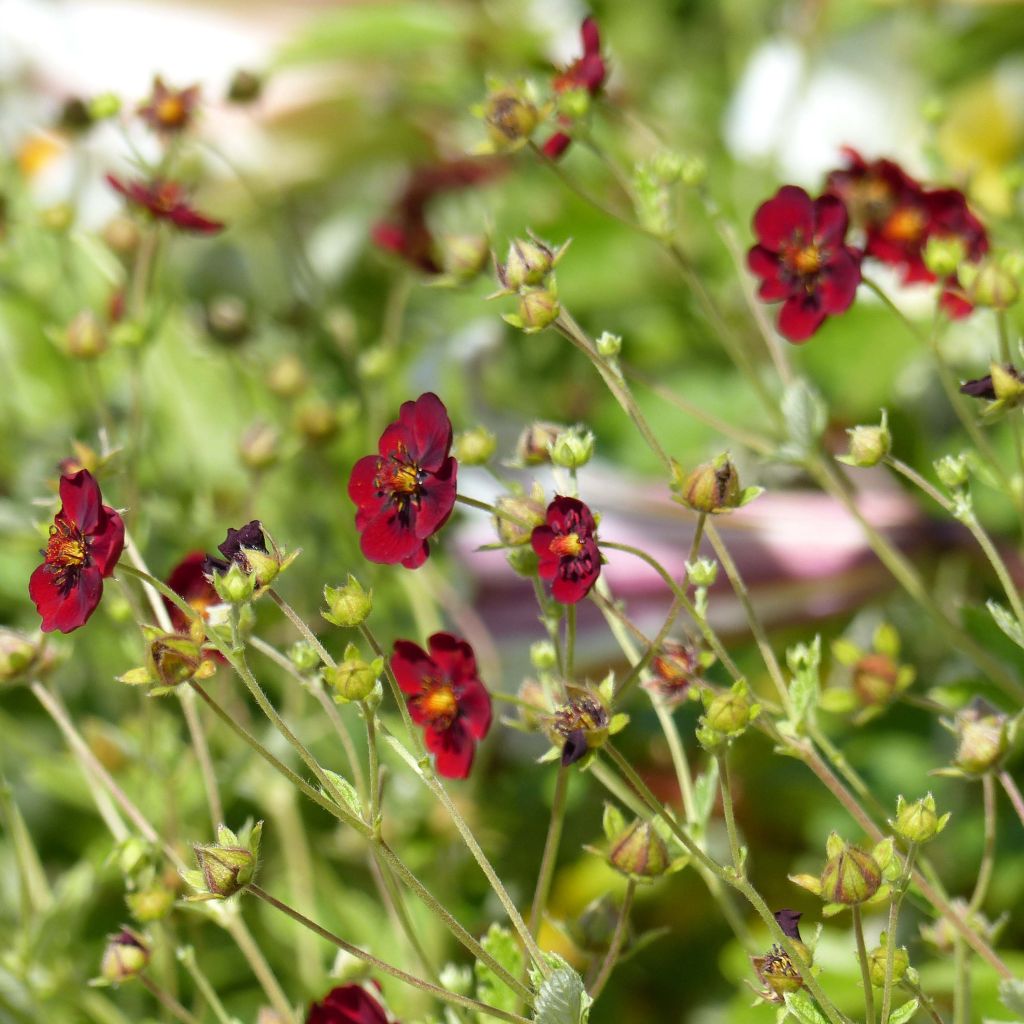 Potentilla atrosanguinea