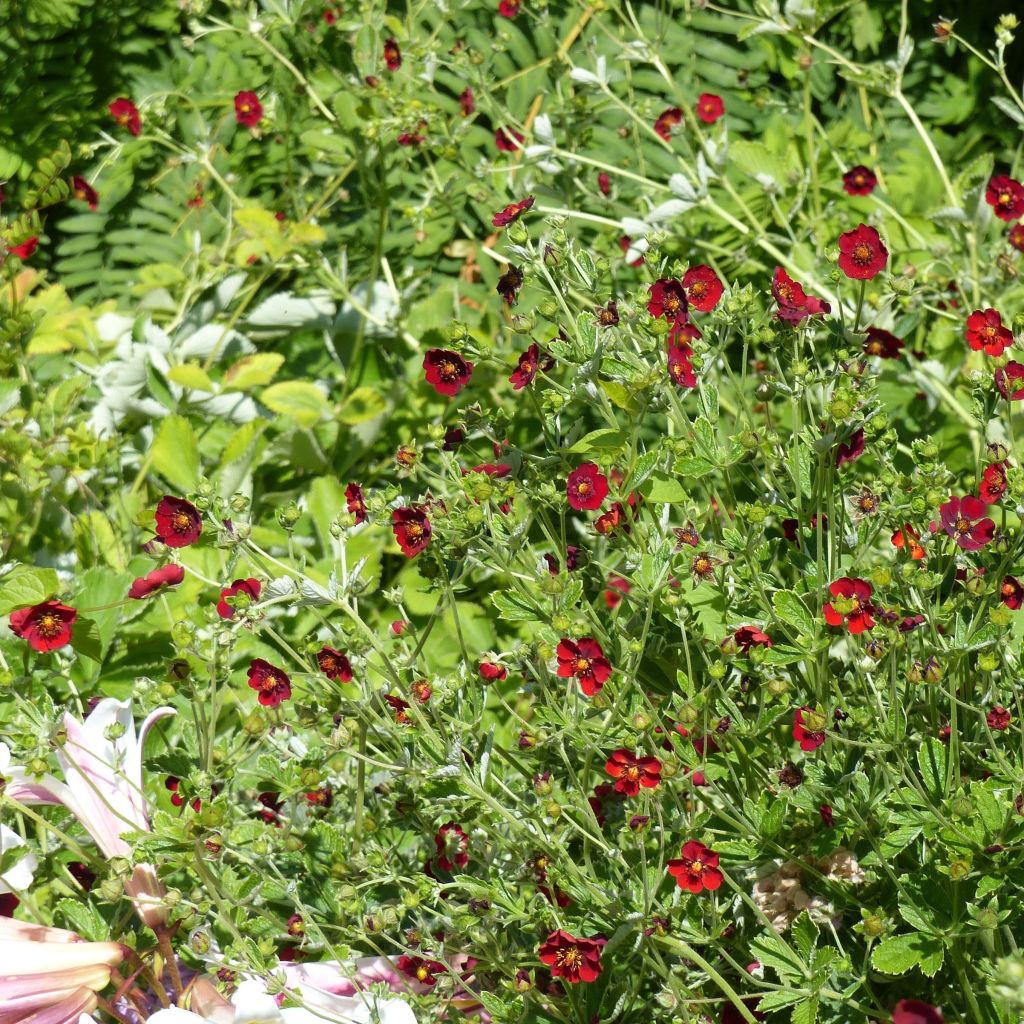 Potentilla atrosanguinea