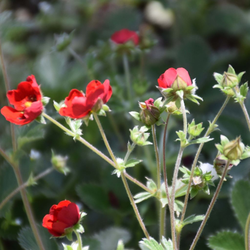 Potentilla atrosanguinea