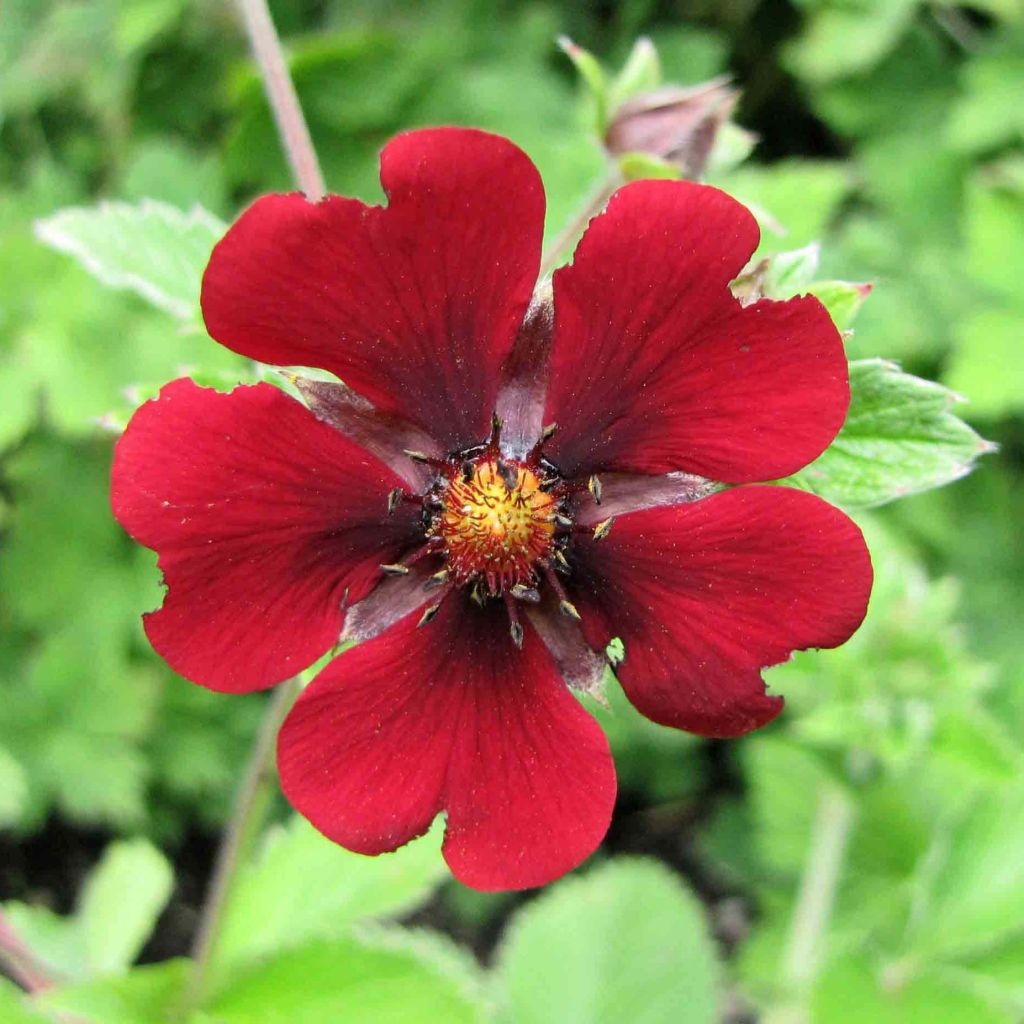 Potentilla atrosanguinea