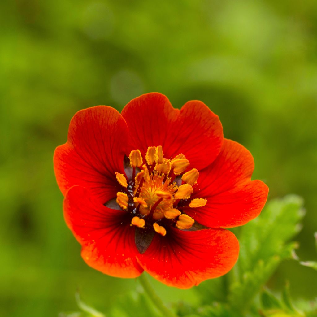 Potentilla atrosanguinea