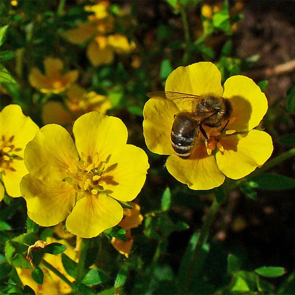 Potentilla aurea