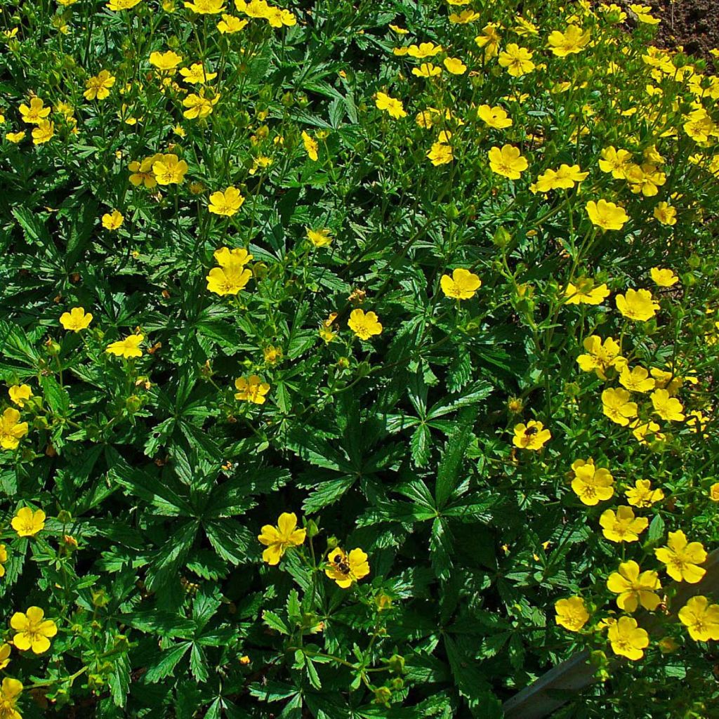 Potentilla aurea