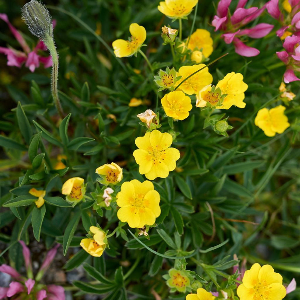 Potentilla aurea