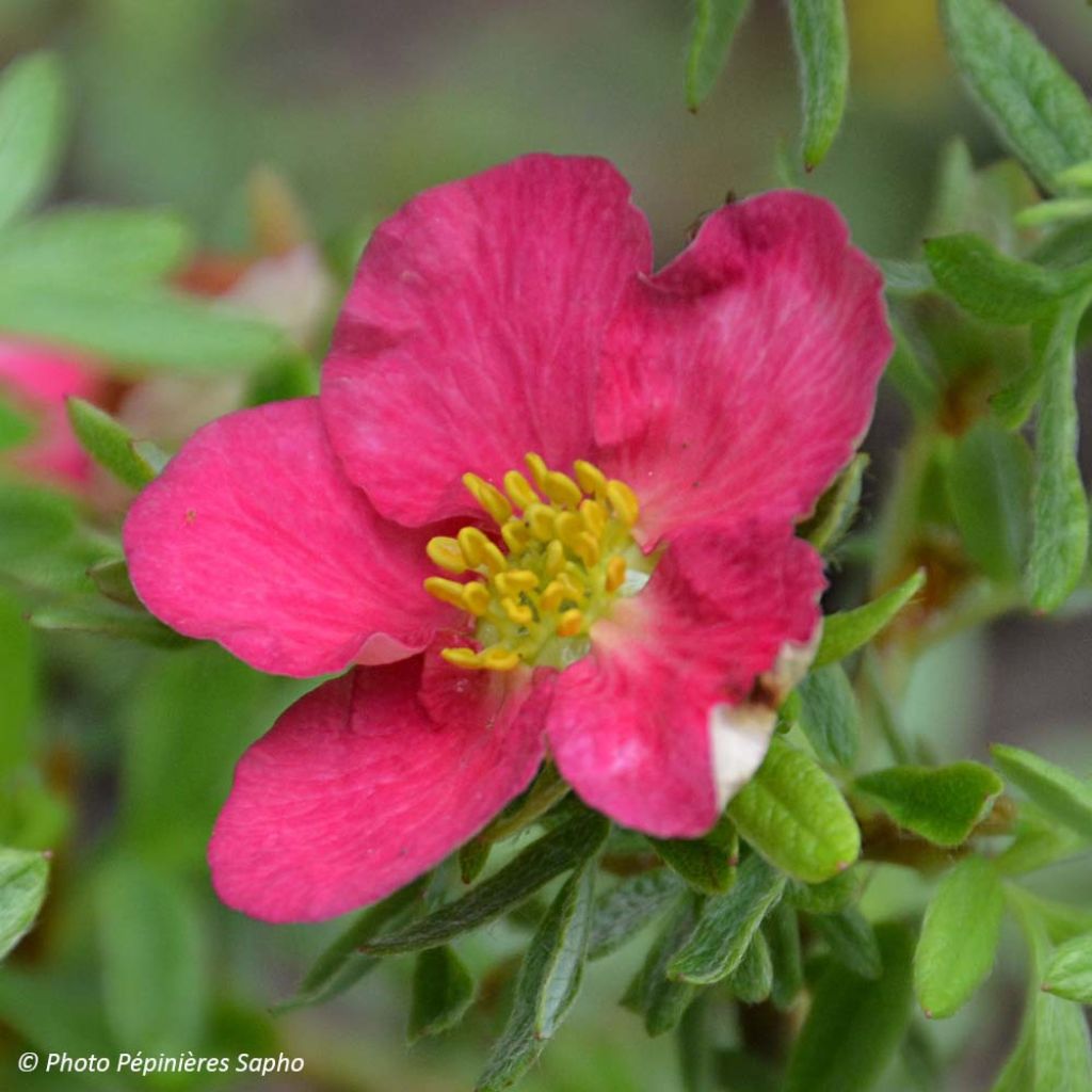 Potentilla fruticosa Bellissima - Potentille arbustive